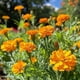 thumbnail image 2 of 150 Marigold Seeds - SemiWild Permaculture, 2 of 3