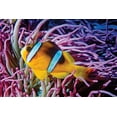 thumbnail image 2 of Lee Peterson 32x23 Gallery Wrapped Canvas Wall Art Titled - Fish II, 2 of 4