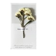 thumbnail image 3 of Mothers Day Gifts Clearance! Creative Mantianxing Mother'S Day Birthday Greeting Card Teacher'S Day Dry Flower Greeting Card Dry Flower Thank You Flower Shop Thanksgiving Small Card, 3 of 5