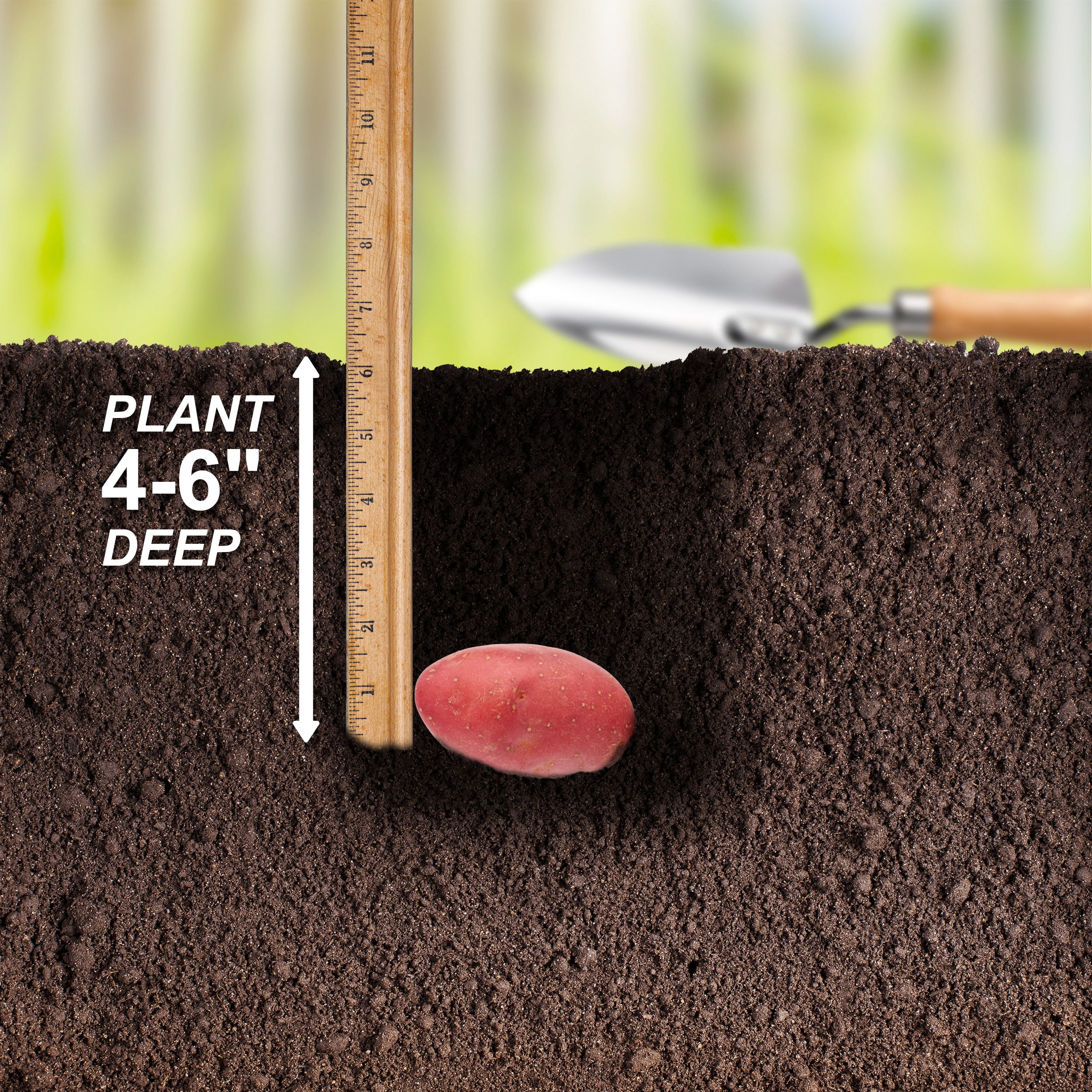 Garden State Bulb Red Norland Seed Potatoes for Planting, Non-GMO (20LB Bag )