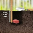 thumbnail image 6 of Garden State Bulb Red Norland Seed Potatoes for Planting, Non-GMO (10LB Bag ), 6 of 8