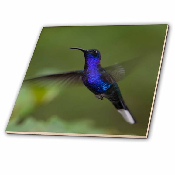 3dRose, Violet Sabrewing Hummingbird - Central America., 4 Inch Ceramic Tile