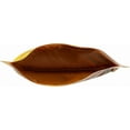 thumbnail image 6 of Tasty Bite Entree - Indian Cuisine - Mushroom Masala - 10 oz - case of 6, 6 of 7