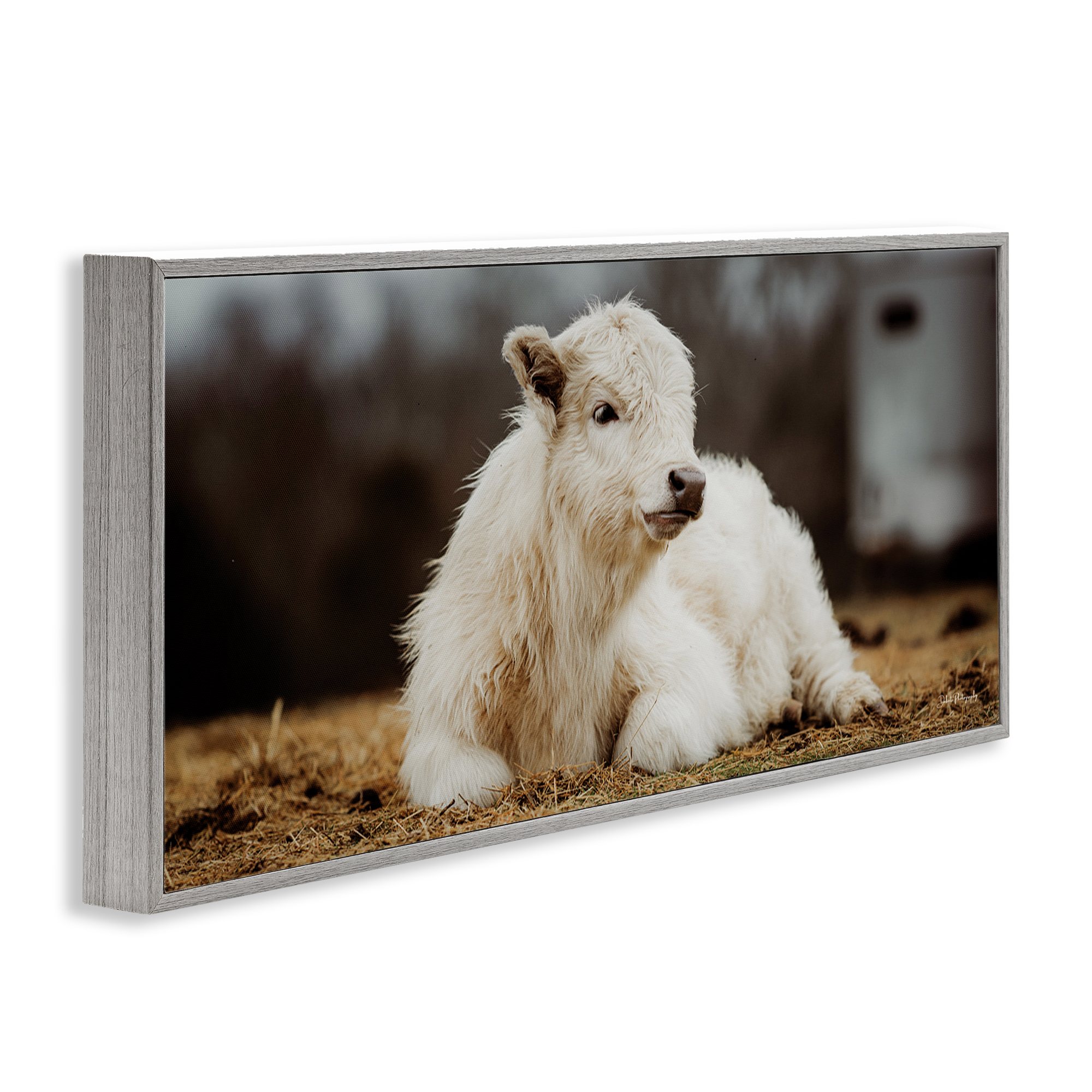 Stupell Industries Baby White Cattle Animals & Insects Photography Gray Framed Art Print Wall Art, 24 x 10