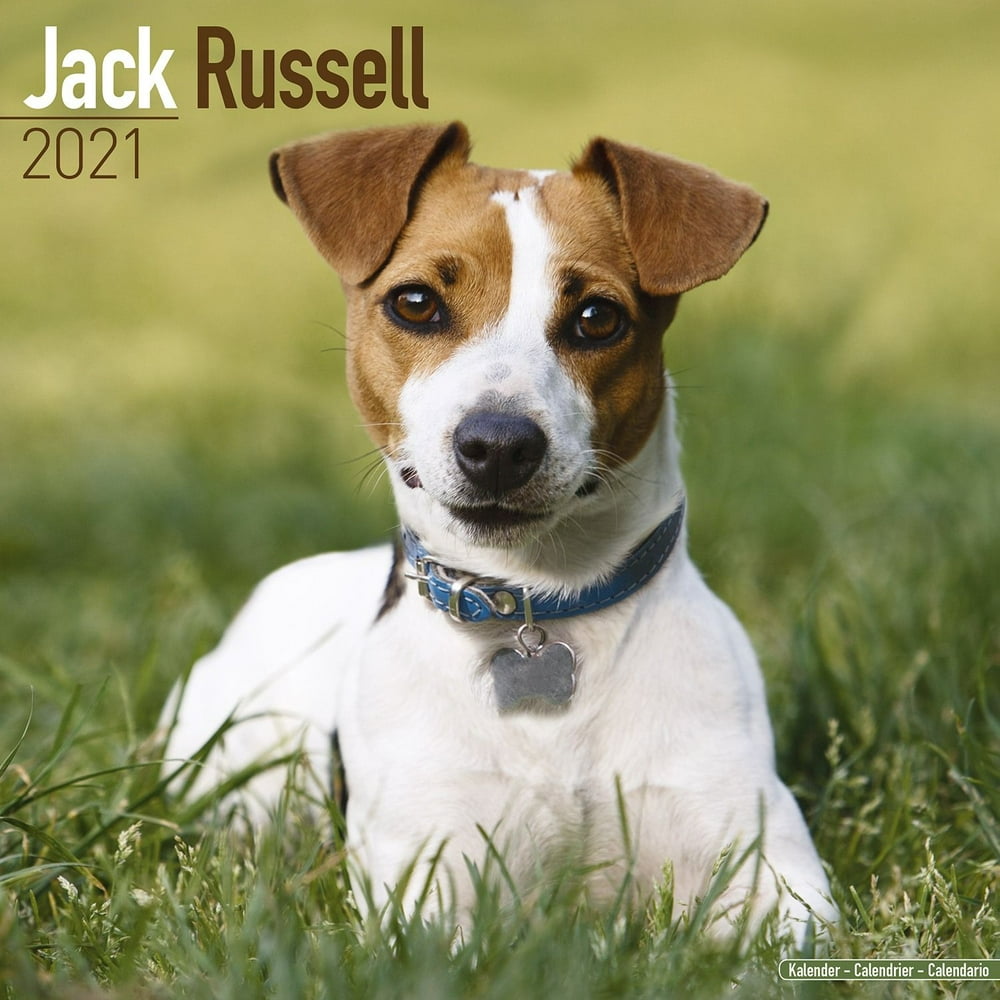 Jack Russell Calendar 2021 Jack Russell Dog Breed Calendar Jack