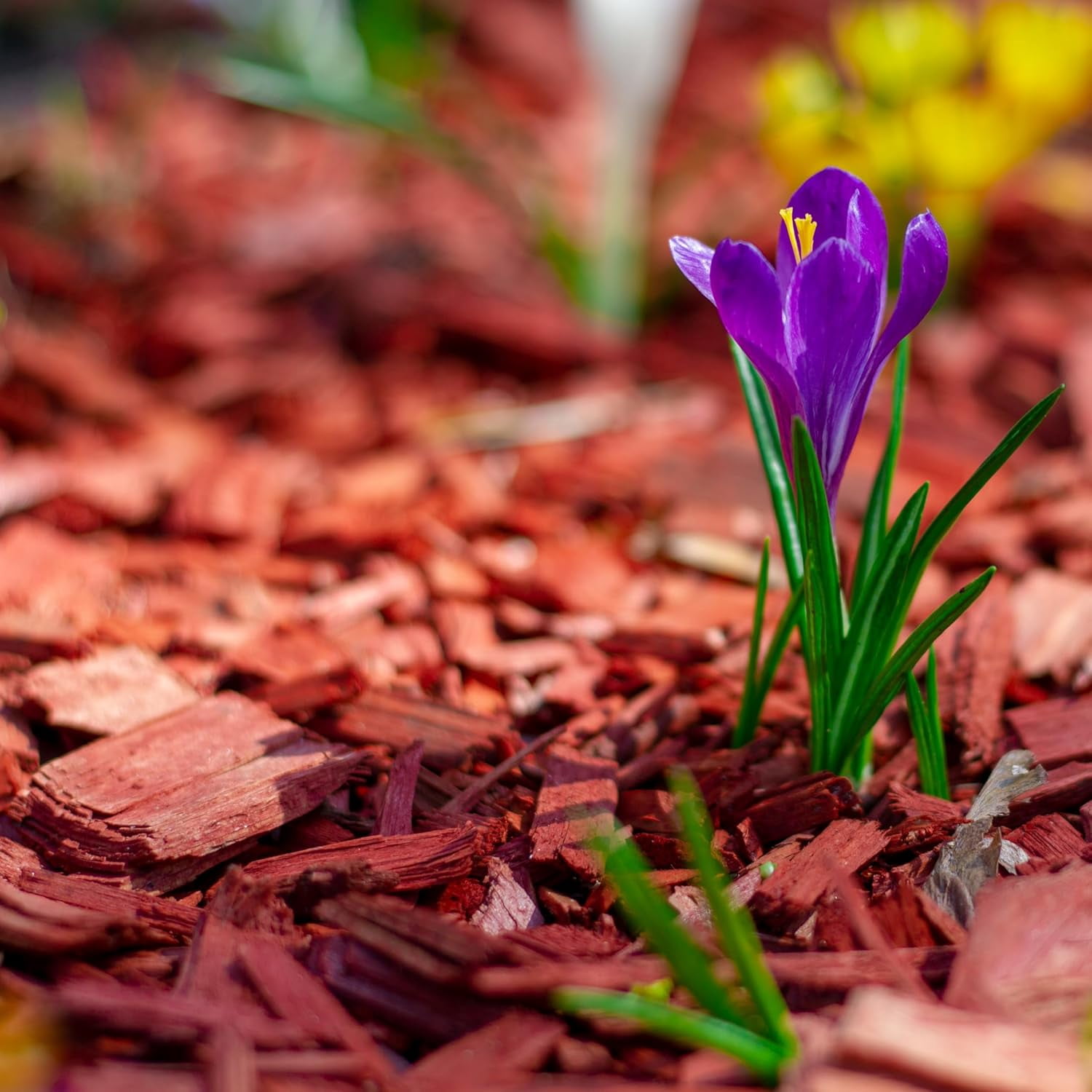 Wjsp Red Wood Mulch 1 Cu ft Vibrant Color for Gardens Landscaping Patio Weed Control