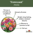 Burpee Forecast Mixed Colors Zinnia Flower Seed, 1Pack