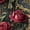 Color 2, variant on Gothic Peel and Stick Wallpaper Grand Dark Red Rose Damask Wall Hanging Chandelier Glow Contact Paper 23.6in x 9.8ft Self Adhesive Removable Floral Art Decor Mural for Walls Cabinets Home