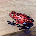 thumbnail image 6 of Red Tree Frog, Shimmery, Embroidered, Iron-on Patch, 6 of 6