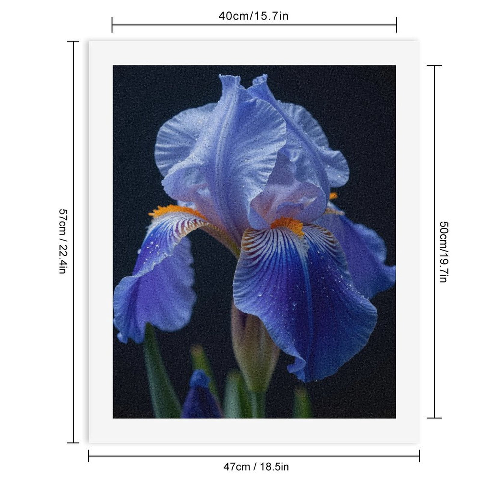 Paint by Numbers Kit for Adults, Blue Iris Petals Closeup Elegance Paint by Numbers, Easy Paint by Numbers Kit for Adults Beginner, DIY Adult Paint by Number Kits on Canvas, Home Decor