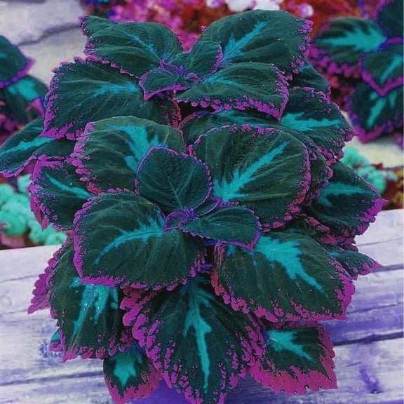 Midnight Blue Hosta-Plants For Planting - Garden Elegance Decoration - Premium Garden Stakes Perfect for Borders - Striking