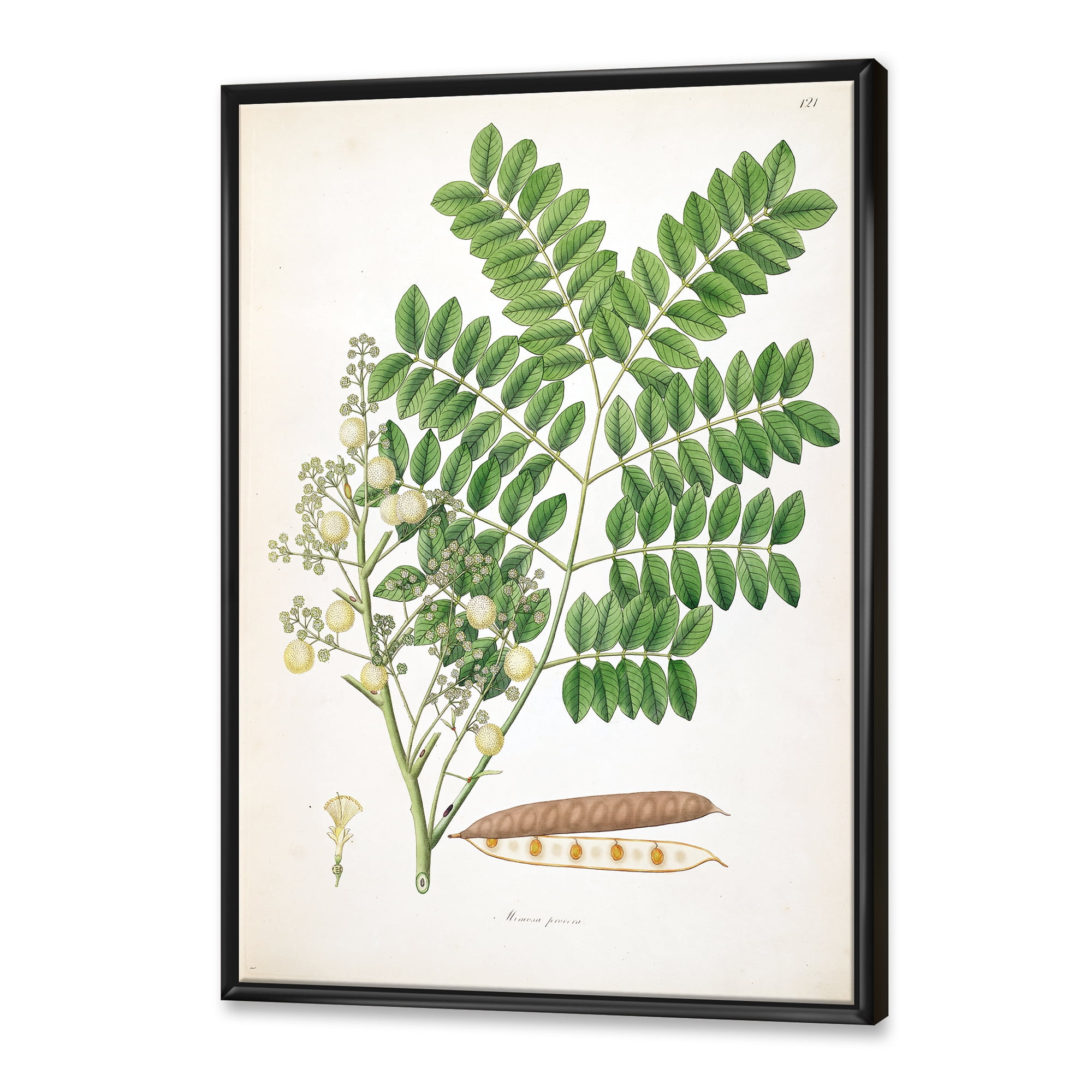 Designart 'Ancient Botanicals VII' Farmhouse Framed Canvas Wall Art Print