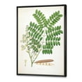 thumbnail image 3 of Designart 'Ancient Botanicals VII' Farmhouse Framed Canvas Wall Art Print, 3 of 5
