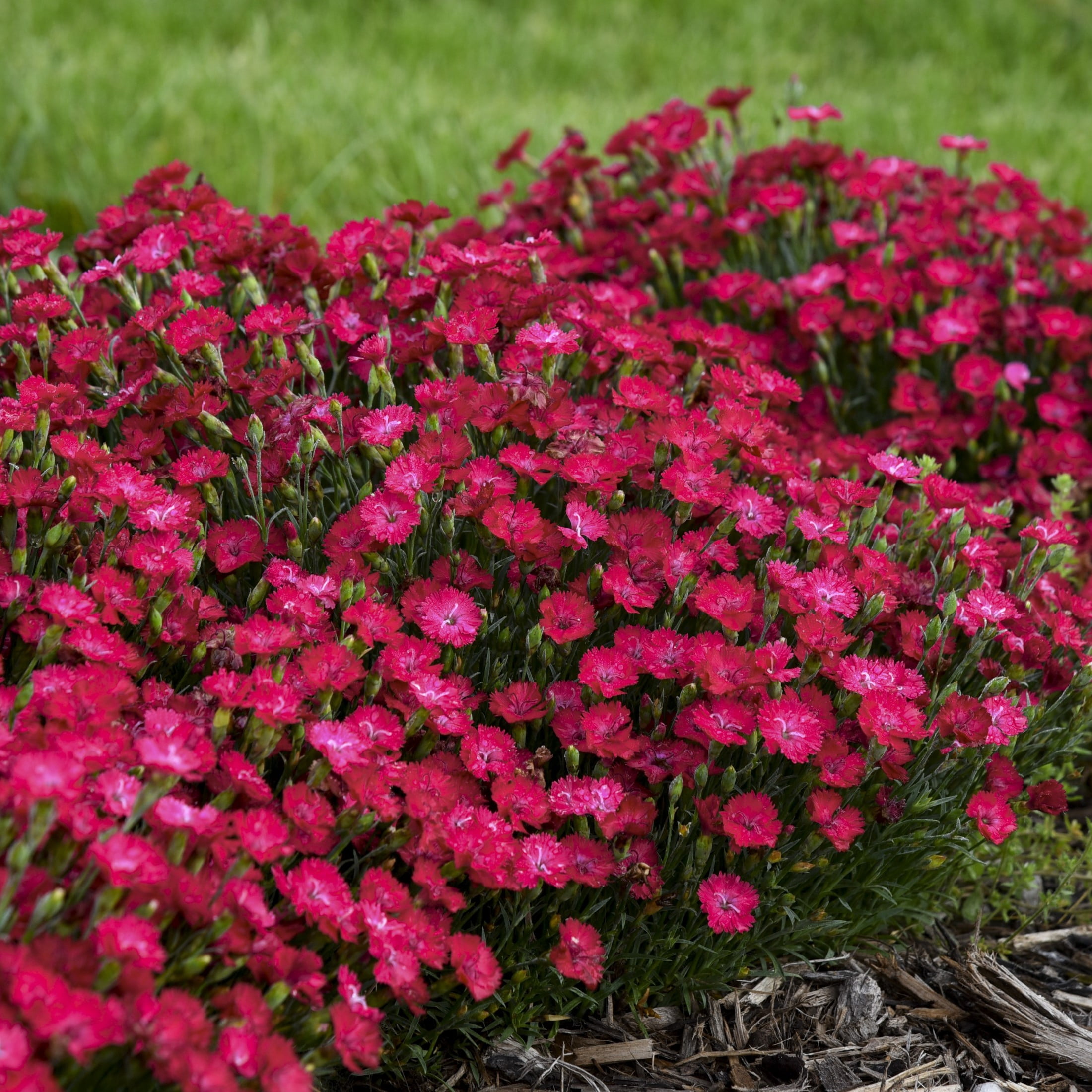Proven Winners 6" Pink 'Paint the Town Red' Pinks Live Plant in 6.5" Pot