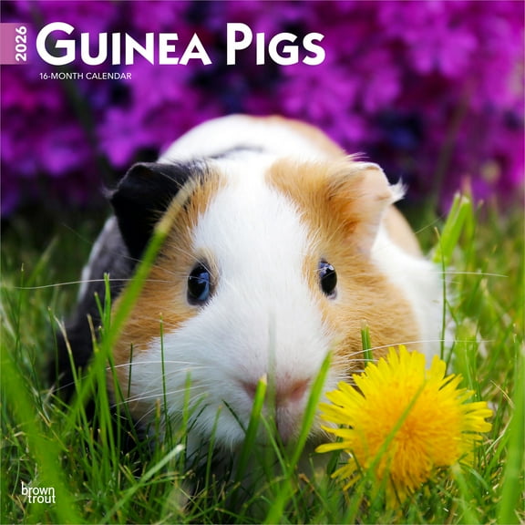 Guinea Pigs | 2026 12x24" (Hanging) Wall Calendar | Plastic-Free | BrownTrout