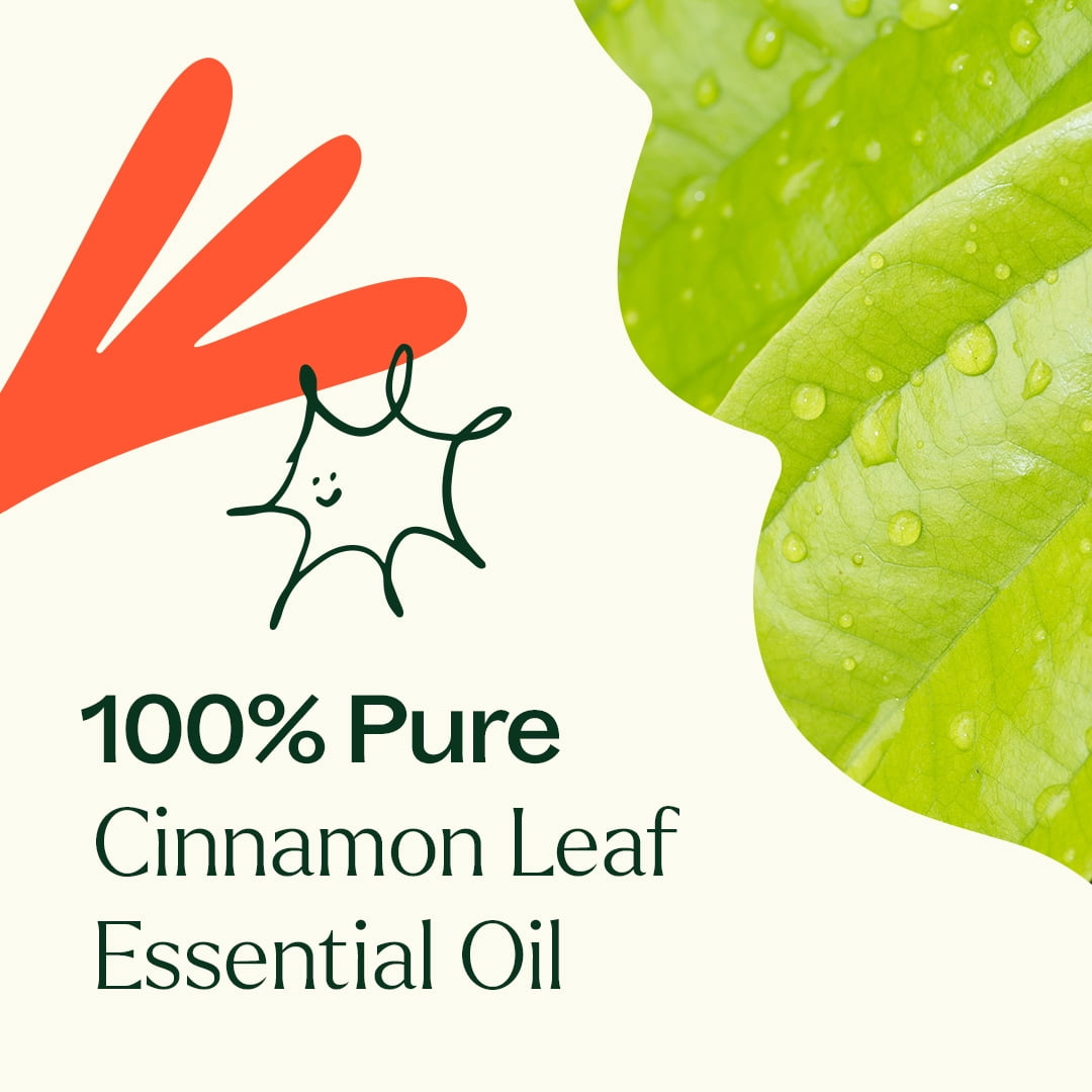 Plant Therapy Cinnamon Leaf Essential Oil 10 mL (1/3 oz) 100% Pure, Undiluted, Therapeutic Grade