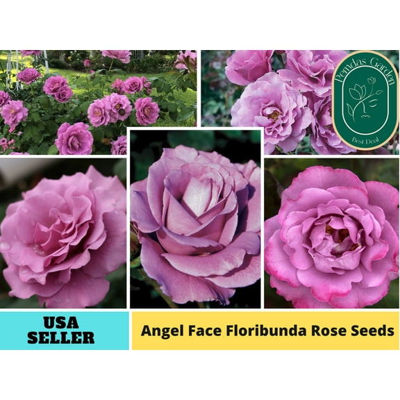 32  Seeds| Angel Face Floribunda Rose Seeds - Authentic Seeds - Perennial~ GMO Free ~Flower seeds~ ~ Asian Garden~ Herbs B5G1#1023