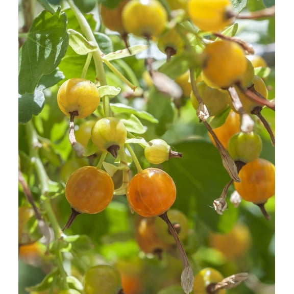Earthcare Seeds - Golden Currant 50 Seeds (Ribes Aureum) Heirloom - Open Pollinated