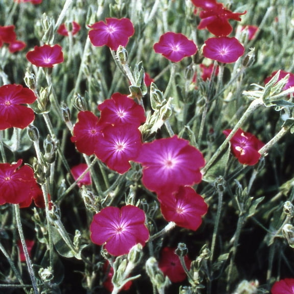 Outsidepride Lychnis Coronaria - 10000 Seeds