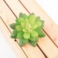 thumbnail image 4 of 10x Fake Succulents Small Vivid Useful Simulated Plants Multi-functional Lifelike Photo Props for Household Yards Lawn Flowerpot Type 17, 4 of 9