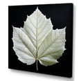 thumbnail image 2 of Designart "Artistic Depiction Of Black And White Leaves On Glass" Leaves Canvas Prints, 2 of 7