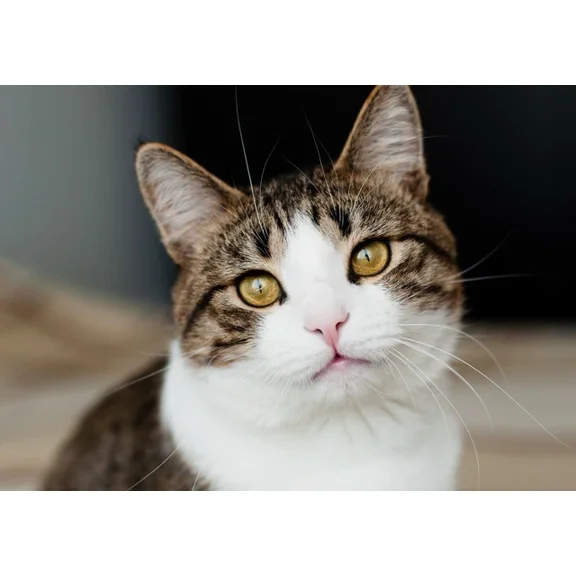 Kna Prints - 1 Pc Poster Pretty Tabby Cat Poster Kitten Animal Gift #8343, UNFRAMED-8x12