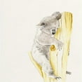 thumbnail image 3 of Wang, Melissa 12x12 Black Modern Framed Museum Art Print Titled - Baby Koala I, 3 of 5