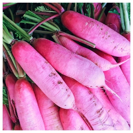 Everwilde Farms - 1 oz Pink Summercicle Radish Seeds - Gold Vault Bulk Seed Packet
