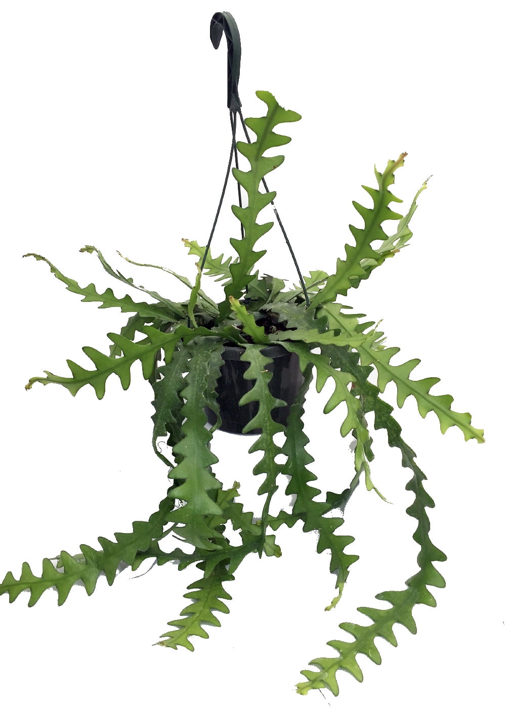 Zig Zag Ric Rak Fish Bone Cactus Selenicereus 8 Hanging Basket Fragrant Walmart Com Walmart Com Zig Zag Ric Rak Fish Bone Cactus Selenicereus 8 Hanging Basket Fragrant Walmart Com Walmart Com