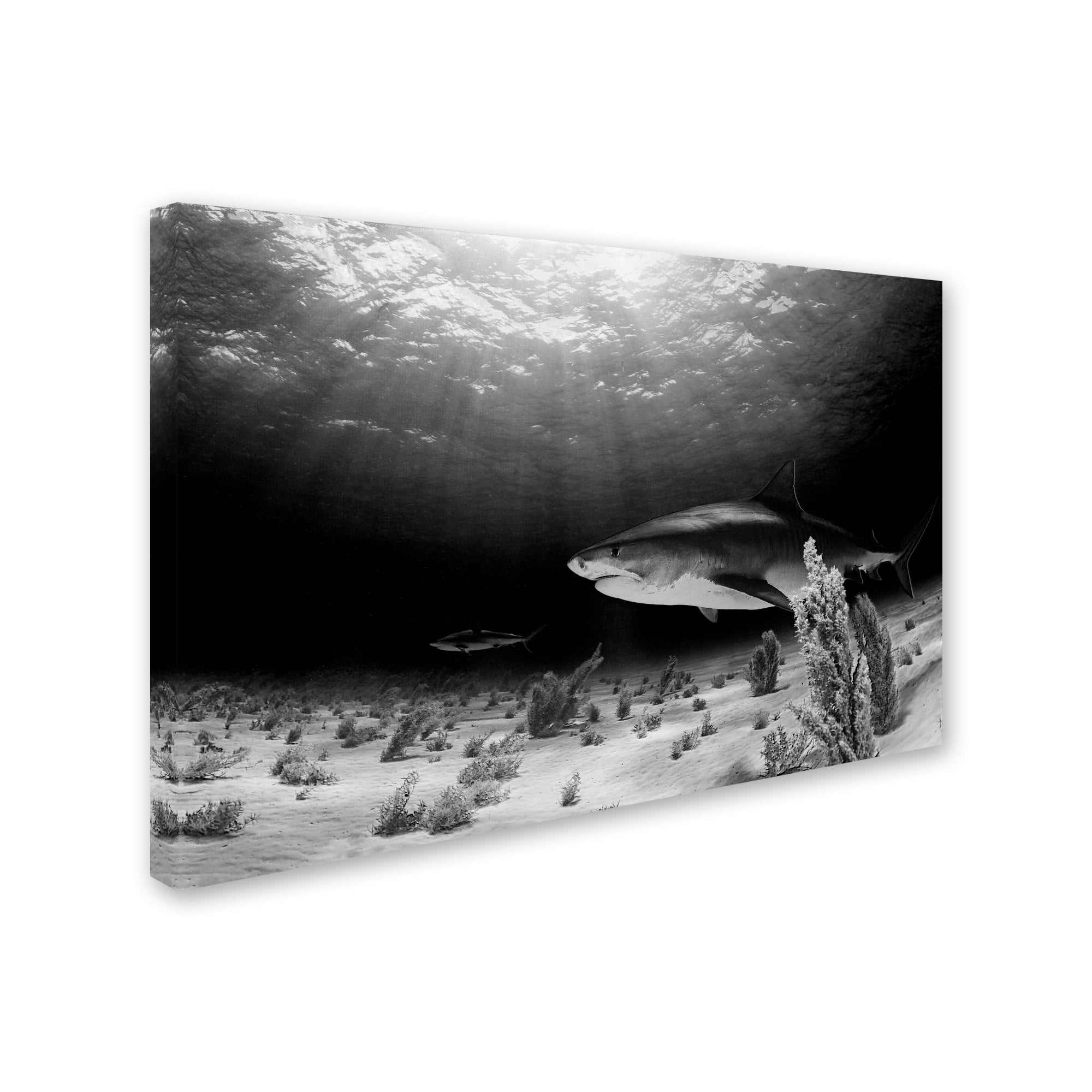 Trademark Fine Art 'Dark Tiger' Canvas Art by Ken Kiefer