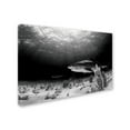 thumbnail image 2 of Trademark Fine Art 'Dark Tiger' Canvas Art by Ken Kiefer, 2 of 3