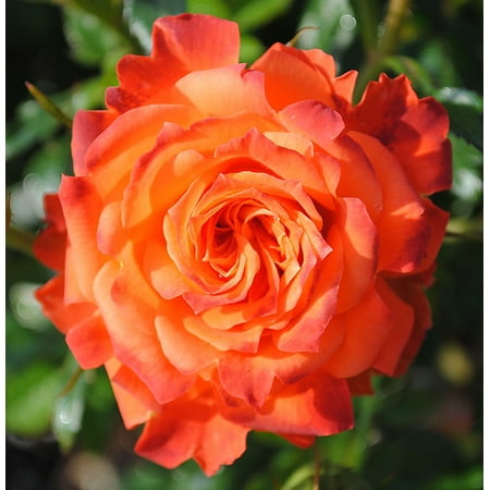 Mandarin Sunblaze Miniature Rose Bush - Fragrant/Hardy - 4