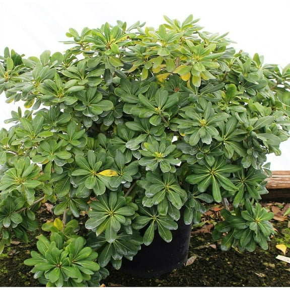 Pittosporum Green  1 Extra Large 3 Gallon Plant  Pittosporum Tobira  Lush Privacy Hedge  Easy-Care Landscape