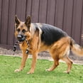 thumbnail image 3 of Pelota de Caucho Kong Negra Extreme con Cuerda para Perro, 3 of 4