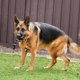 thumbnail image 3 of Pelota de Caucho Kong Negra Extreme con Cuerda para Perro, 3 of 4