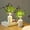 White, variant on EUDIDV Artificial Plant Lights 70.86in Simulated Pinaster Needles With Lights Dogtail Rattan Artificial Green Plants Christmas Home Decoration Window Hanging;for Home Decor