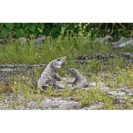- Canvas Print Tropical Reptile Nature Wildlife Iguanas Lizards Stretched Canvas 10 x 14