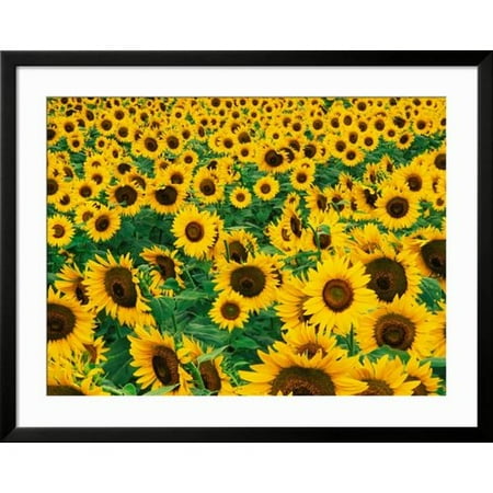 Art.com Field of Sunflowers, Frankfort, Kentucky, USA Framed Photographic Print
