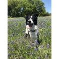 thumbnail image 2 of Life Balance Complete Dog Tabs, 2 of 8