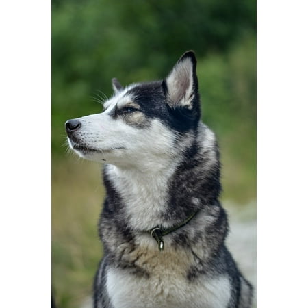 Siberian Huskies Pets LAMINATED POSTER Dog Husky Siberian Animal Friend Canine Cute Pet Poster Print 24 x 36 ()