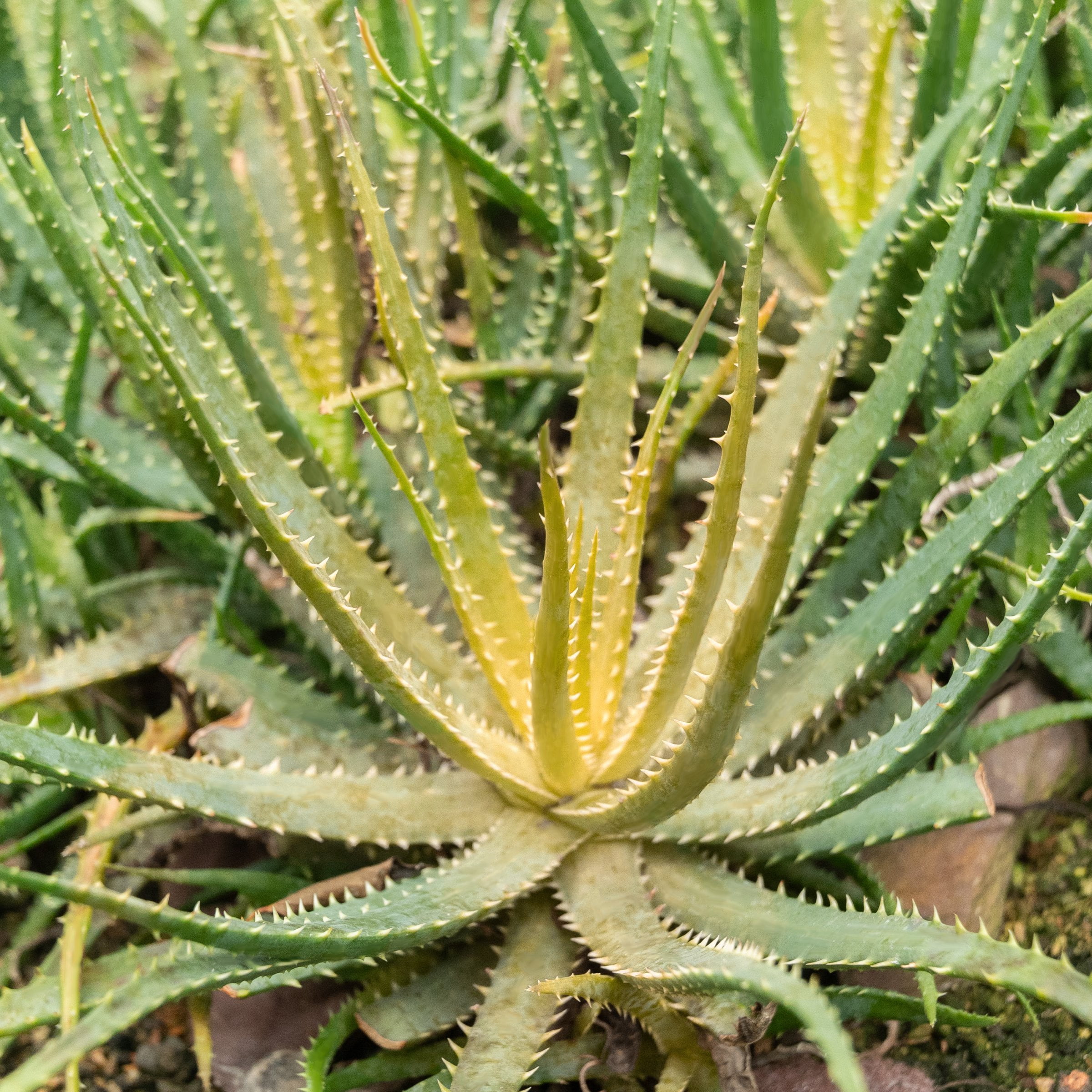 4 in. Aloe Solar Flare Plant in Grower Container (3-Pack)