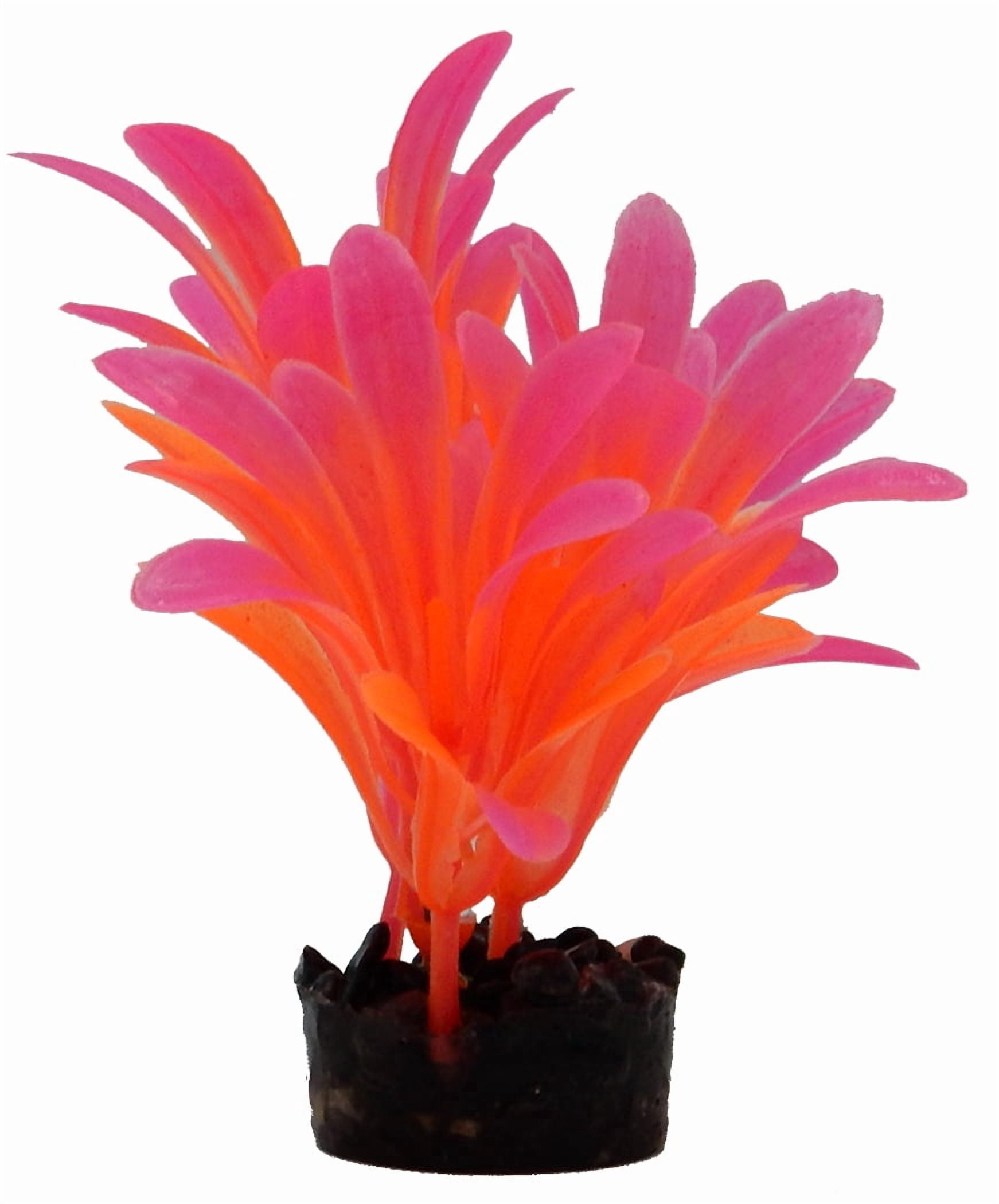 Aqua Culture Bright Plant Assortment