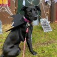 thumbnail image 3 of Disfraz de Halloween para perros, disfraz de perro grande, disfraz de murciélago para perros, disfraz de Halloween para perros, para decoración de cosplay para perros grandes y medianos, 3 of 4