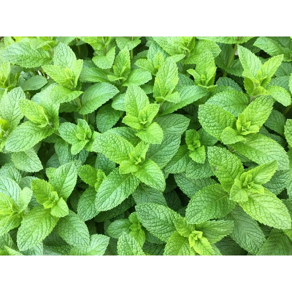 500 SPEARMINT (English Mint) Mentha Spicata Herb Flower Seeds