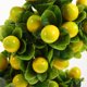 thumbnail image 4 of EeaseMX Faux Fruit Tree Artificial en maceta Limon Bonsai Decoración para jardín de fiestas, 4 of 8