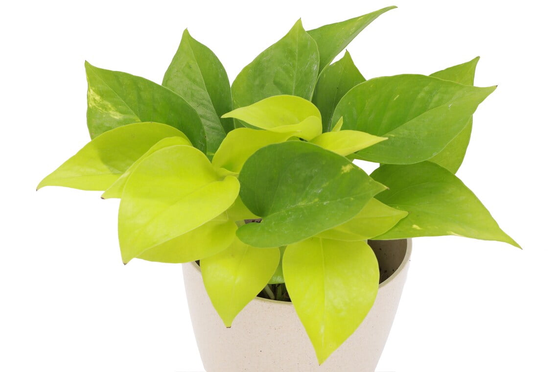 Live Neon Pothos Plant - 4" Hanging Pot - Black