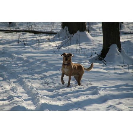 Canvas Print Snow Brown Race Mammal Pet Small Dog Animal Dog Stretched Canvas 10 x