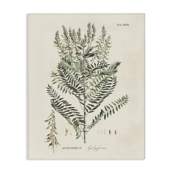 Stupell Industries Transitional Forest Plant Study Canvas Art, 16 x 20, by Martini