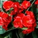 thumbnail image 3 of 6Pcs Geranios Flores realistas con ramas ajustables Geranio de seda de larga duración para interior al aire libre, 3 of 6
