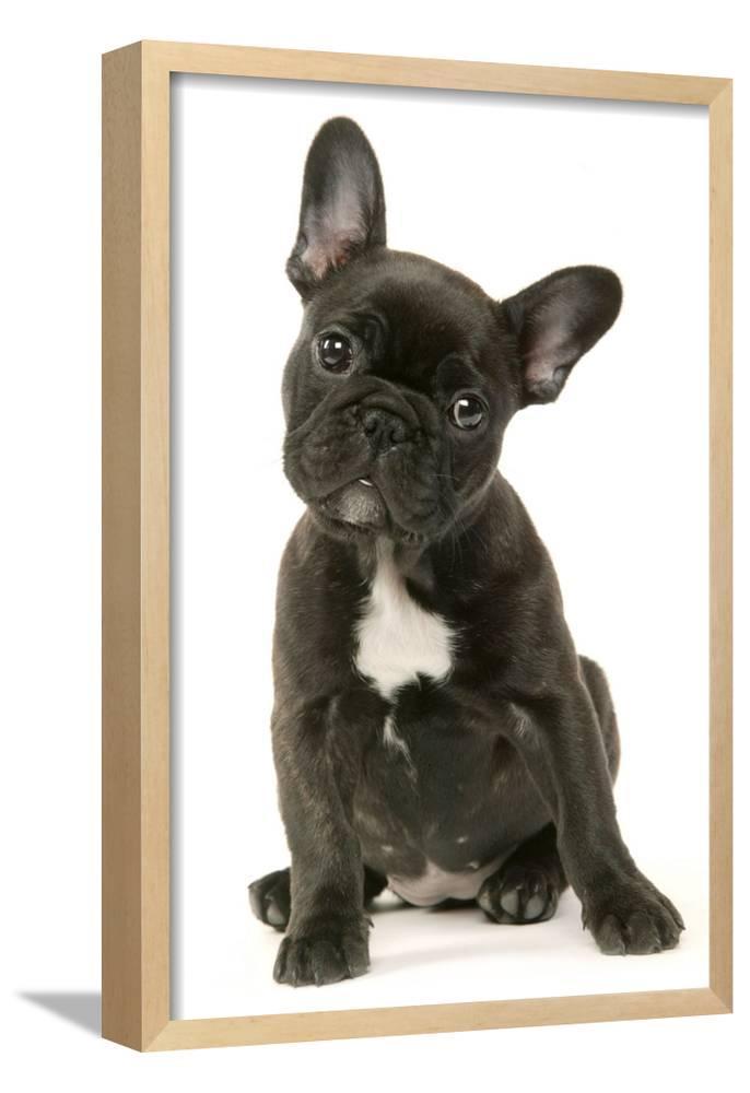 French Bulldog Puppy, Animals Framed Art Print Wall Art Sold by Art.Com ...